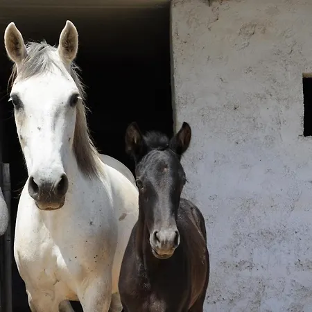 Apartman Vineyards Hill *